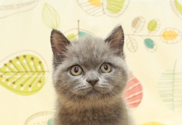 ブリティッシュ