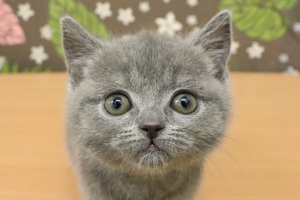 ブリティッシュ