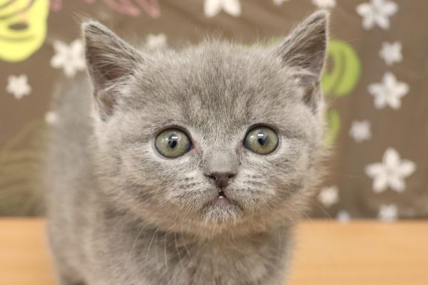 ブリティッシュ