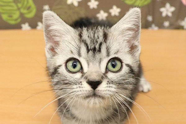 アメリカンショートヘア