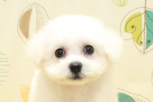 ビションフリーゼ