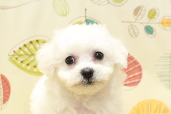 ビションフリーゼ