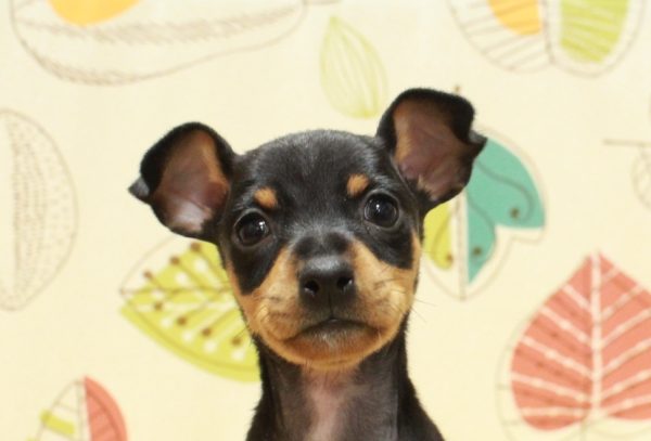 ミニチュアピンシャー