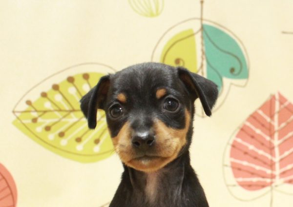 ミニチュアピンシャー