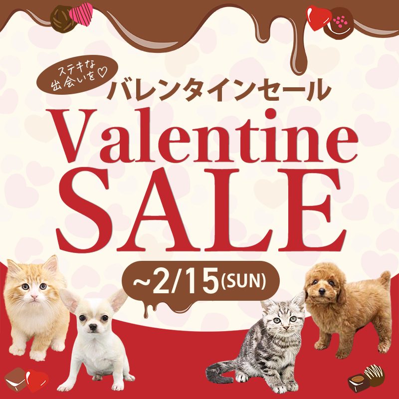 バレンタインセール