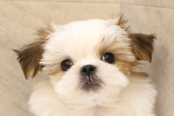 ミックス（ハーフ犬）