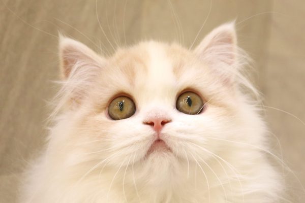 スコティッシュ