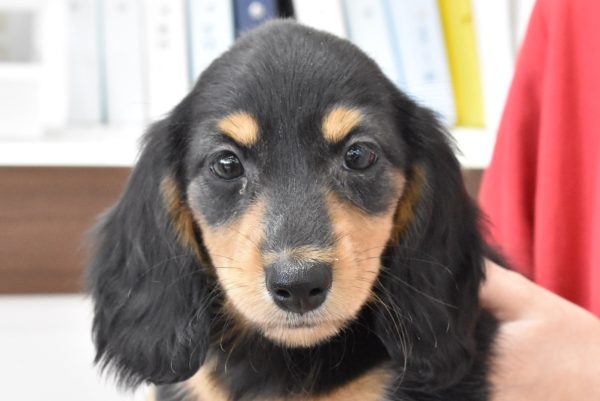 ミニチュアダックスフンド