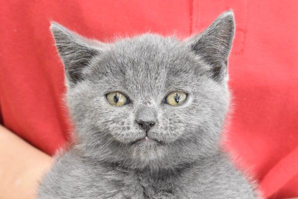 ブリティッシュ