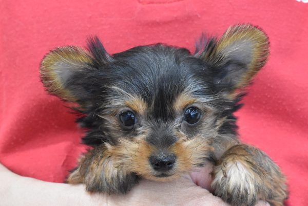 ヨークシャーテリア