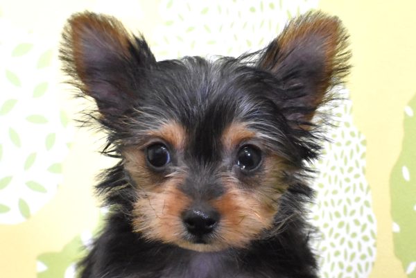 ヨークシャーテリア