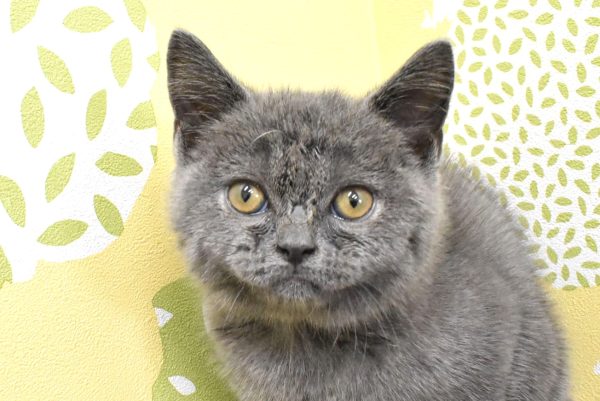 ブリティッシュ