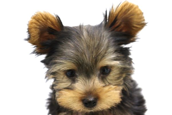 ヨークシャーテリア