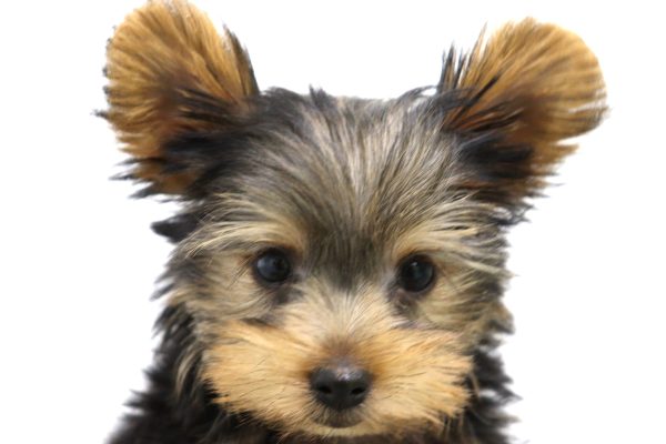 ヨークシャーテリア