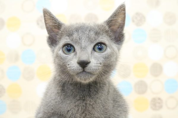 ロシアンブルー