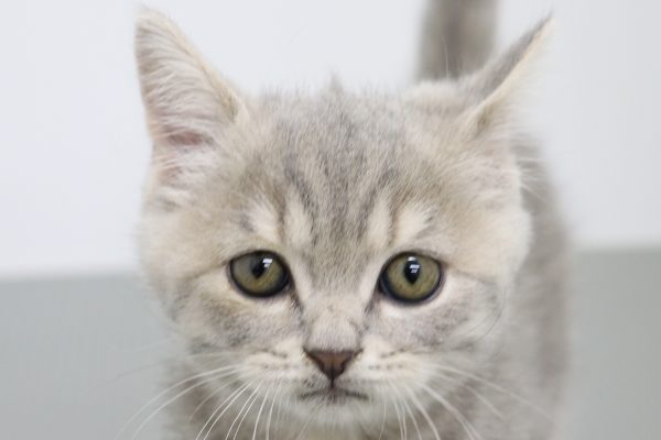 ブリティッシュ