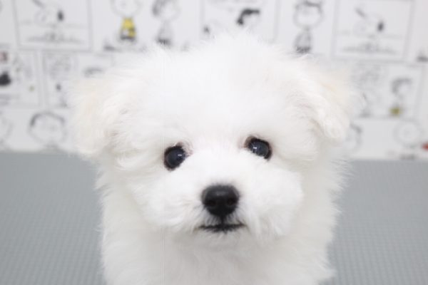 ビションフリーゼ