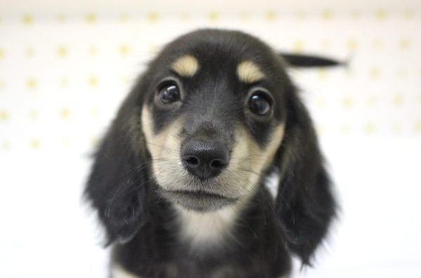 ミニチュアダックスフンド