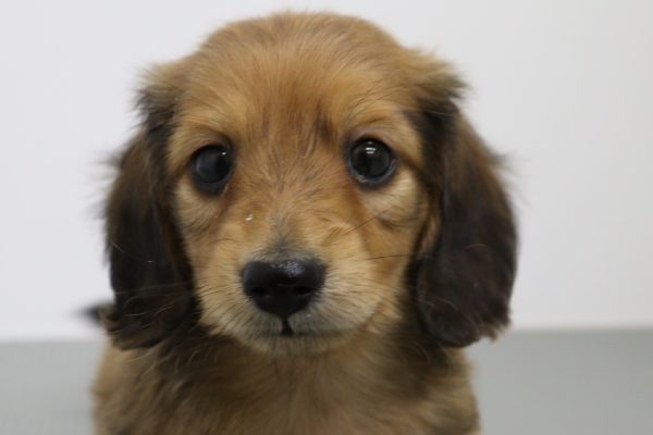 ミニチュアダックスフンド