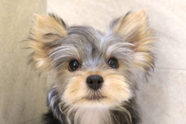 ヨークシャーテリア