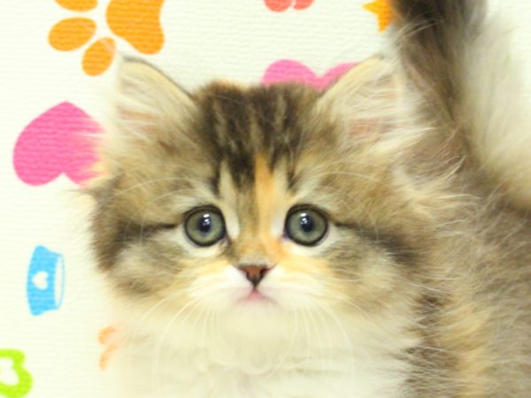 スコティッシュ