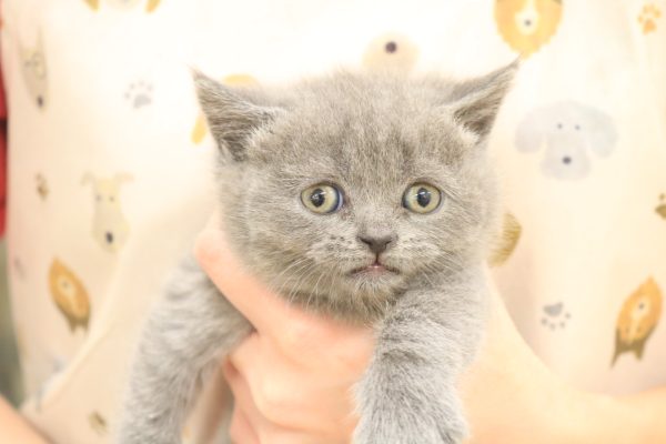 ブリティッシュ