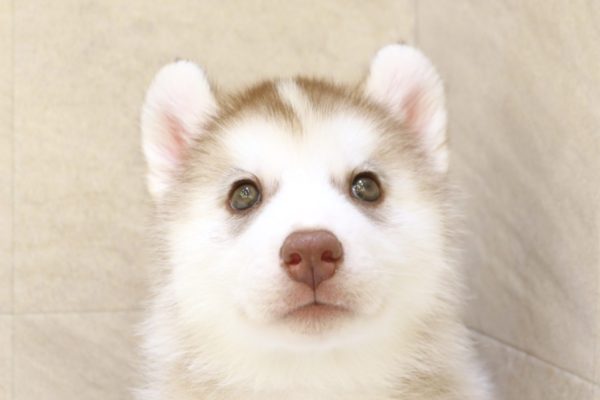 シベリアンハスキー