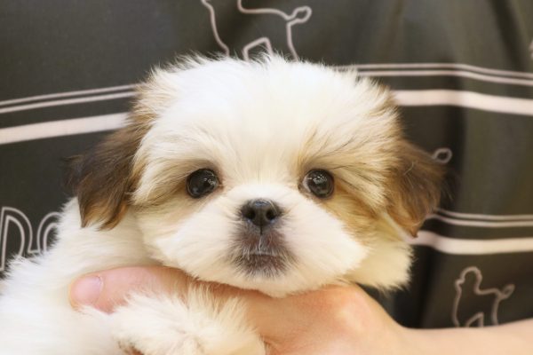 ミックス(ハーフ犬)