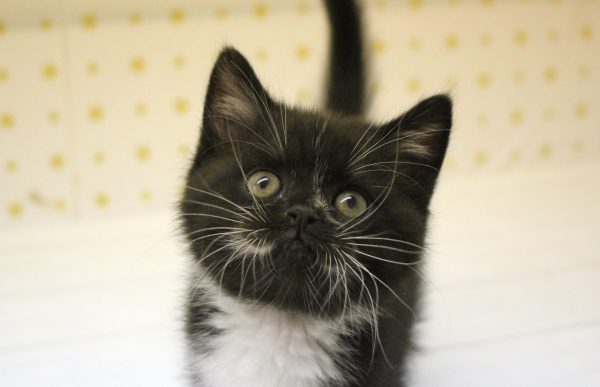 スコティッシュ