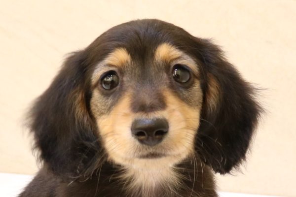 ミニチュアダックスフンド