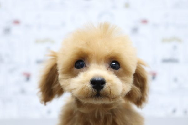 ミックス(ハーフ犬)