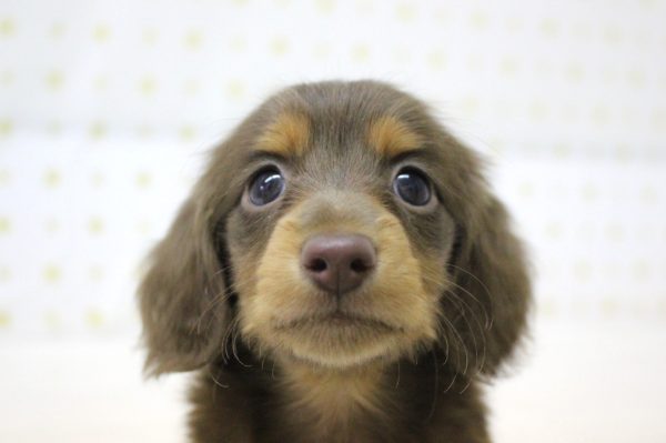 ミニチュアダックスフンド