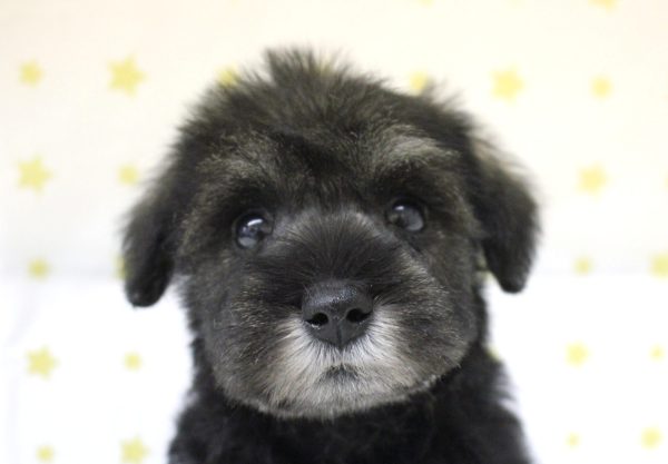 ミニチュアシュナウザー