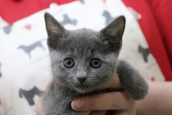 ロシアンブルー