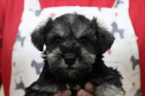 ミニチュアシュナウザー