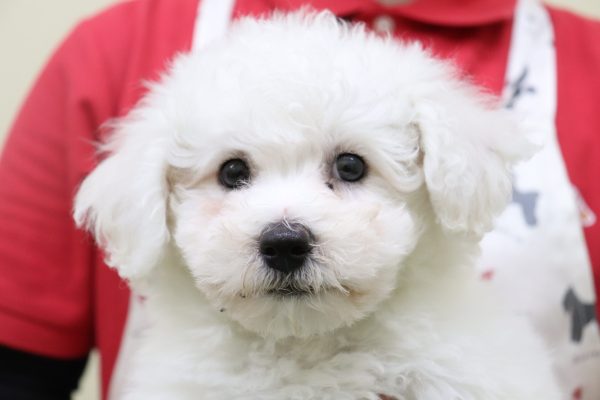 ビションフリーゼ