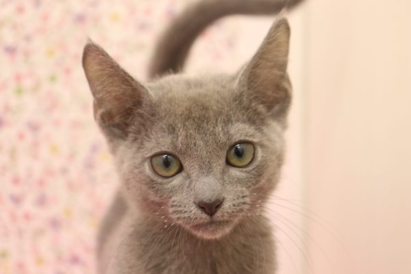 ロシアンブルー