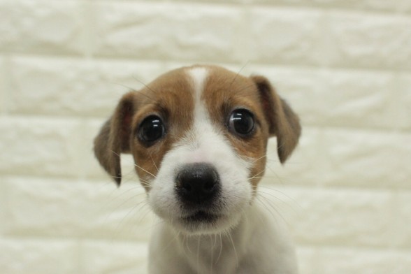 ジャックラッセルテリア