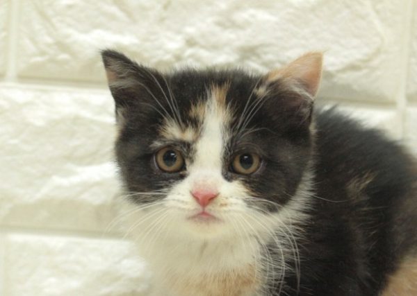 スコティッシュ