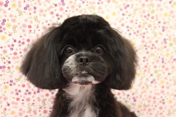 ミックス(ハーフ犬)