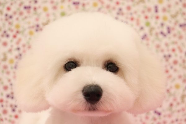 ビションフリーゼ