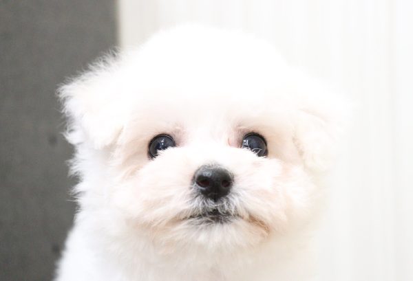 ビションフリーゼ