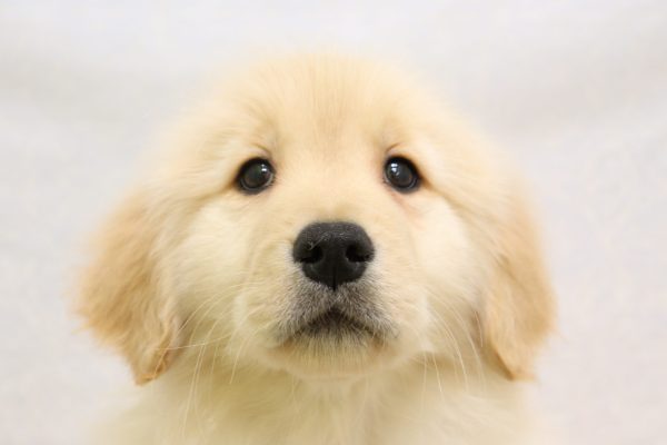 ゴールデンレトリーバー