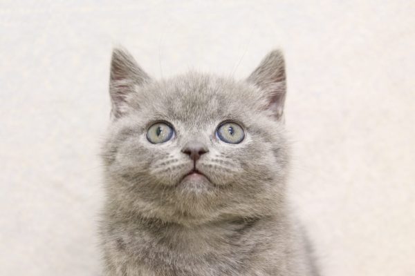 ブリティッシュ