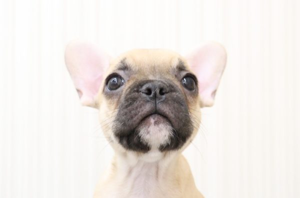フレンチブルドッグ
