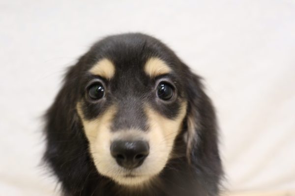 ミニチュアダックスフンド