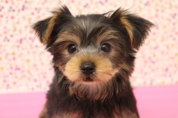 ヨークシャーテリア