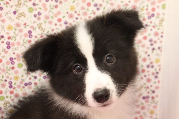 ボーダーコリー