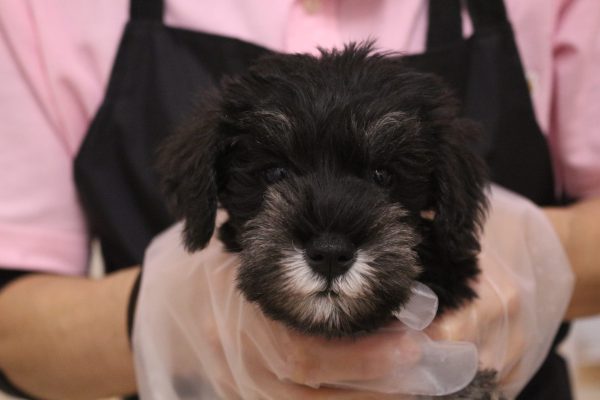 ミニチュアシュナウザー