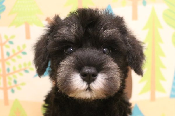 ミニチュアシュナウザー